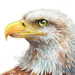 Bald Eagle and Conifers Wall Art