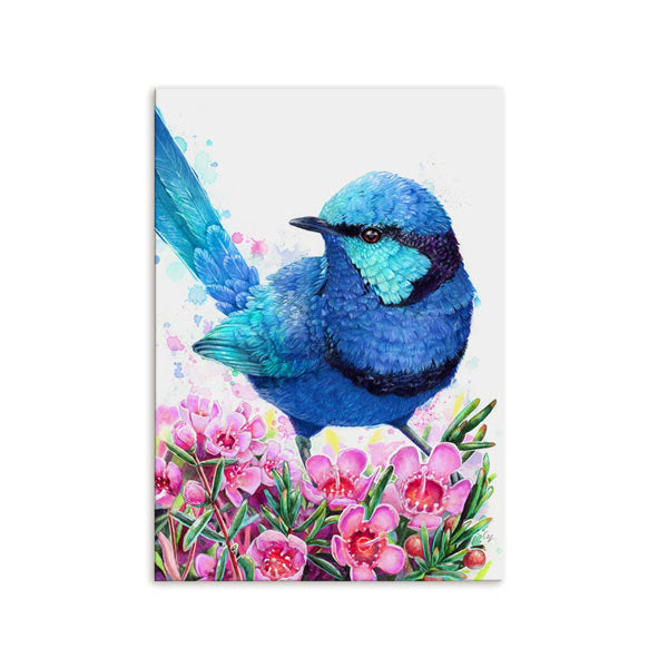 Blue Wren and Geraldton Wax Flower