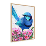Blue Wren and Geraldton Wax Flower