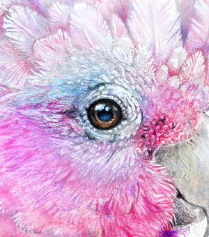 Pink Galah and Banksias Wall Art