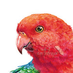 King Parrot and Lilly Pilly Wall Art