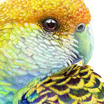 Rosella and Golden Wattle Wall Art Print