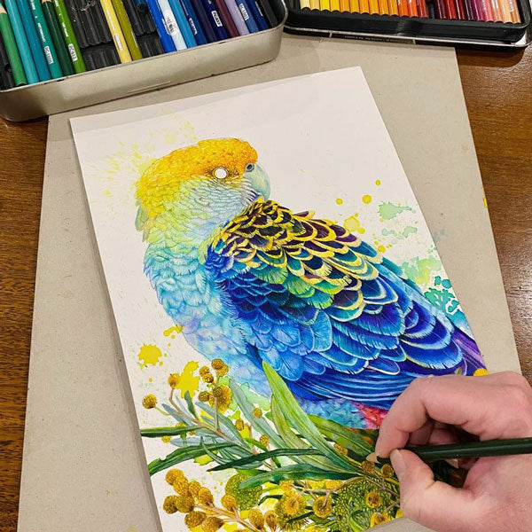 Rosella and Golden Wattle Wall Art Print