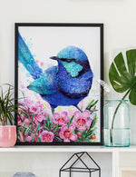 Blue Wren and Geraldton Wax Flower