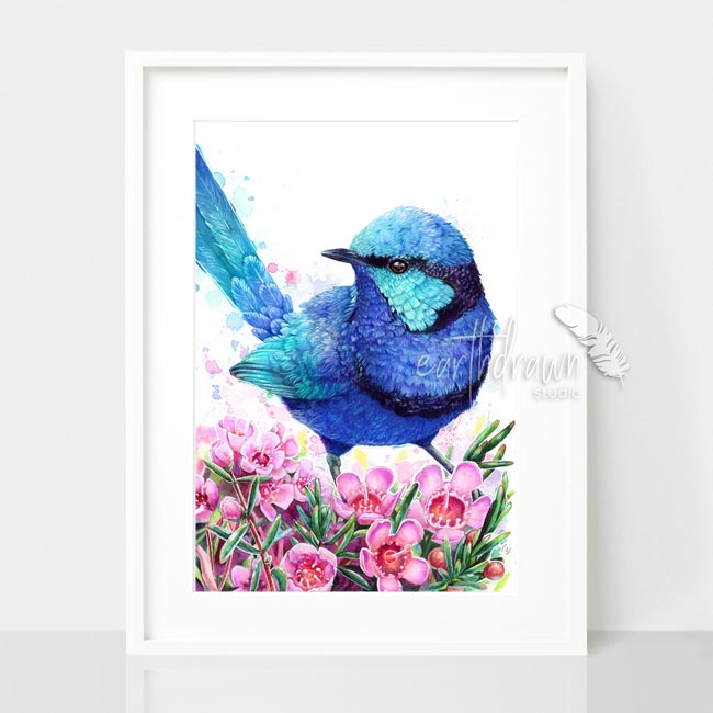 Blue Wren and Geraldton Wax Flower