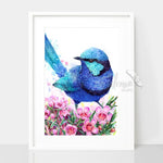 Blue Wren and Geraldton Wax Flower