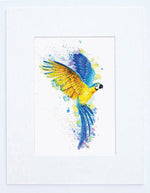 Blue & Gold Macaw Art Print